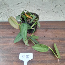 Load image into Gallery viewer, #R118 Philodendron Burle Marx Fantasy