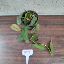 Load image into Gallery viewer, #R118 Philodendron Burle Marx Fantasy