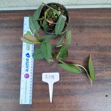 Load image into Gallery viewer, #R118 Philodendron Burle Marx Fantasy