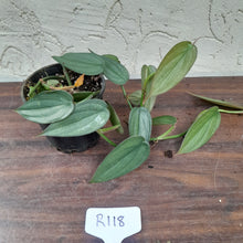 Load image into Gallery viewer, #R118 Philodendron Burle Marx Fantasy