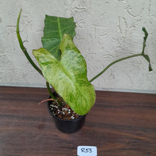 Load image into Gallery viewer, #R53 Philodendron Paraiso Verde