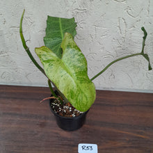 Load image into Gallery viewer, #R53 Philodendron Paraiso Verde