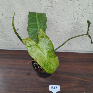#R53 Philodendron Paraiso Verde
