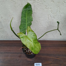 Load image into Gallery viewer, #R53 Philodendron Paraiso Verde