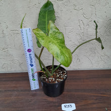 Load image into Gallery viewer, #R53 Philodendron Paraiso Verde