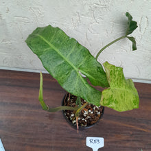 Load image into Gallery viewer, #R53 Philodendron Paraiso Verde