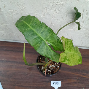 #R53 Philodendron Paraiso Verde