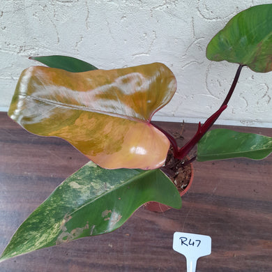 #R47 Philodendron Strawberry Shake