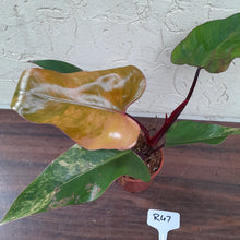 Load image into Gallery viewer, #R47 Philodendron Strawberry Shake