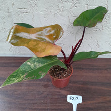Load image into Gallery viewer, #R47 Philodendron Strawberry Shake