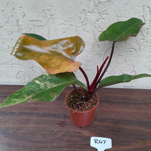 Load image into Gallery viewer, #R47 Philodendron Strawberry Shake