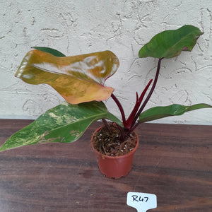 #R47 Philodendron Strawberry Shake