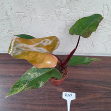 Load image into Gallery viewer, #R47 Philodendron Strawberry Shake