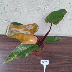 #R47 Philodendron Strawberry Shake