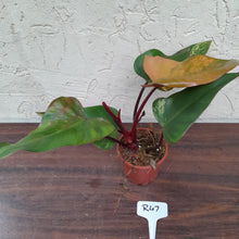 Load image into Gallery viewer, #R47 Philodendron Strawberry Shake