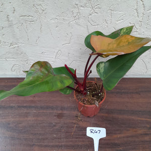 #R47 Philodendron Strawberry Shake