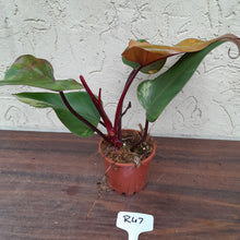 Load image into Gallery viewer, #R47 Philodendron Strawberry Shake