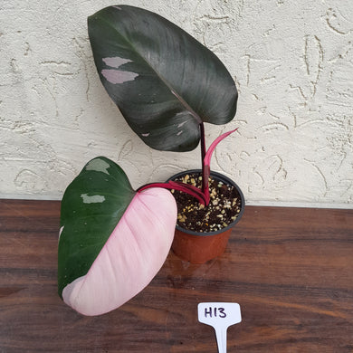 #H13 Philodendron Pink Princess - Amazing Variegation