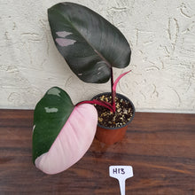 Load image into Gallery viewer, #H13 Philodendron Pink Princess - Amazing Variegation