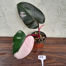 Load image into Gallery viewer, #H13 Philodendron Pink Princess - Amazing Variegation