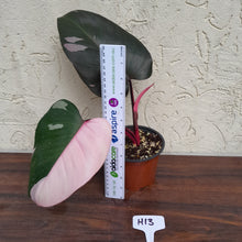 Load image into Gallery viewer, #H13 Philodendron Pink Princess - Amazing Variegation
