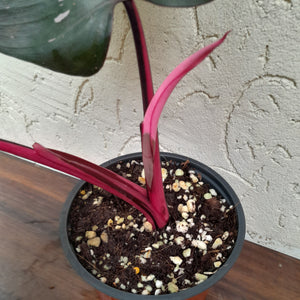 #H13 Philodendron Pink Princess - Amazing Variegation