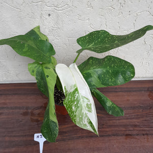 #H3 Non TC Philodendron Jose Buono