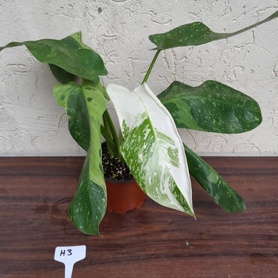 #H3 Non TC Philodendron Jose Buono