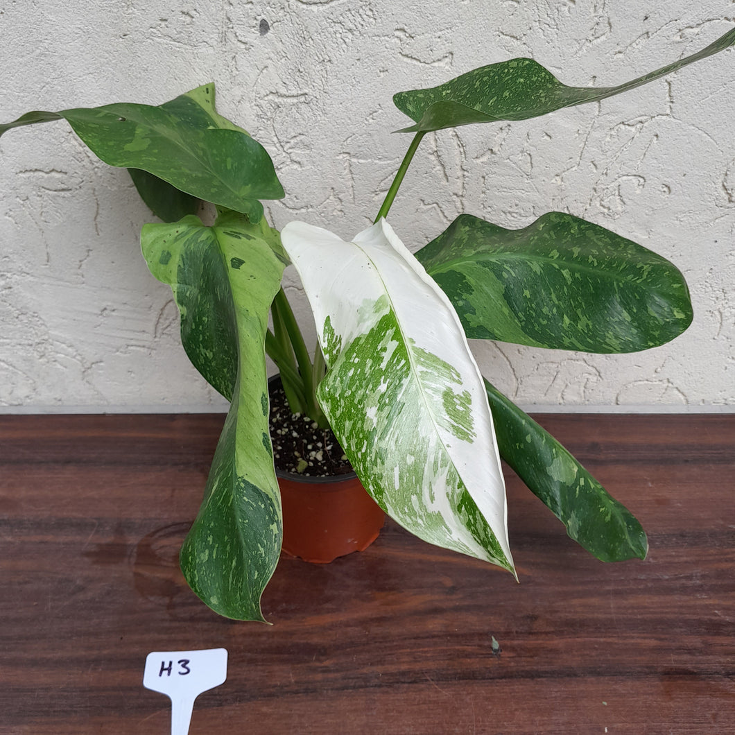 #H3 Non TC Philodendron Jose Buono