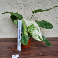 Load image into Gallery viewer, #H3 Non TC Philodendron Jose Buono