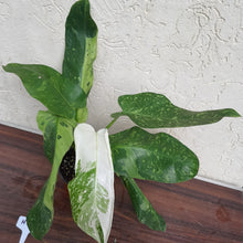 Load image into Gallery viewer, #H3 Non TC Philodendron Jose Buono