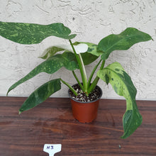 Load image into Gallery viewer, #H3 Non TC Philodendron Jose Buono