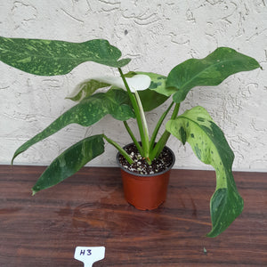 #H3 Non TC Philodendron Jose Buono