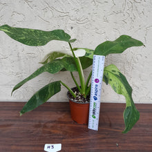 Load image into Gallery viewer, #H3 Non TC Philodendron Jose Buono