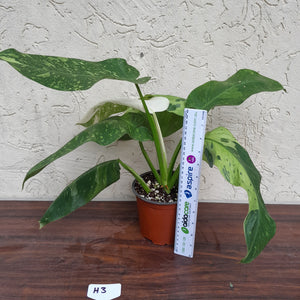 #H3 Non TC Philodendron Jose Buono