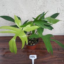 Load image into Gallery viewer, #H34 Philodendron Florida Ghost - NON TC