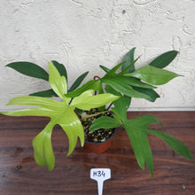 Load image into Gallery viewer, #H34 Philodendron Florida Ghost - NON TC