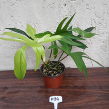 Load image into Gallery viewer, #H34 Philodendron Florida Ghost - NON TC