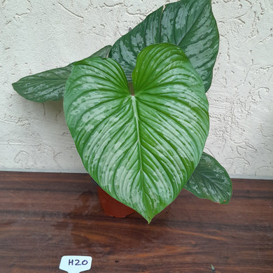 #H20 Philodendron Silver Cloud