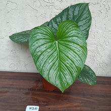 Load image into Gallery viewer, #H20 Philodendron Silver Cloud
