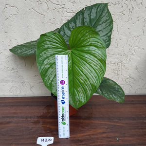 #H20 Philodendron Silver Cloud