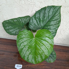 Load image into Gallery viewer, #H20 Philodendron Silver Cloud