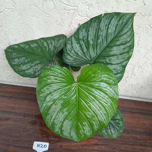 #H20 Philodendron Silver Cloud
