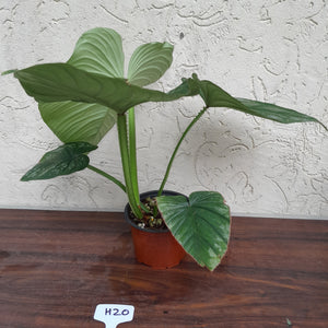#H20 Philodendron Silver Cloud