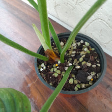 Load image into Gallery viewer, #H20 Philodendron Silver Cloud