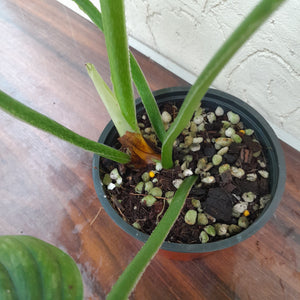 #H20 Philodendron Silver Cloud