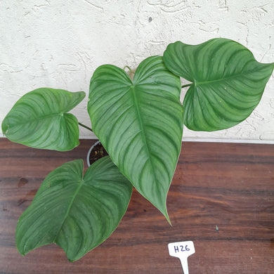 #H26 Philodendron Tenue x Plowmanii