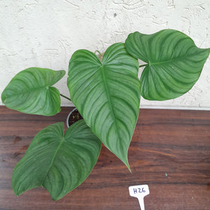 #H26 Philodendron Tenue x Plowmanii