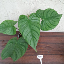 Load image into Gallery viewer, #H26 Philodendron Tenue x Plowmanii