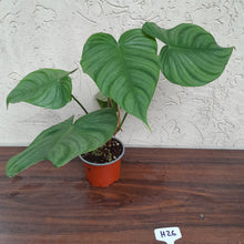 Load image into Gallery viewer, #H26 Philodendron Tenue x Plowmanii
